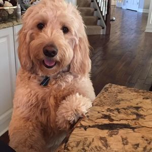 Meet your Posher, Carol